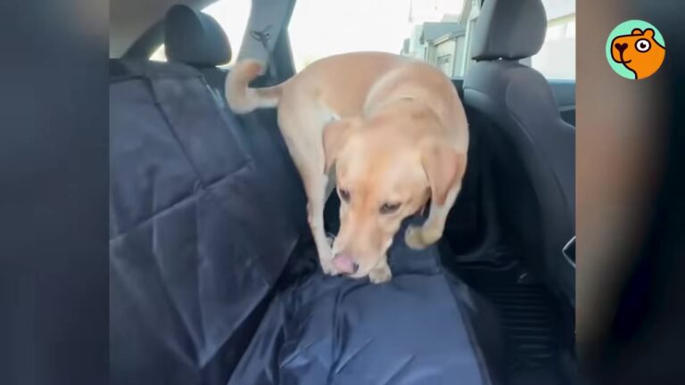 Colorado Rescue Pup Was Terrified Of Being Alone, But His Dad’s Job Offered An Unusual Solution