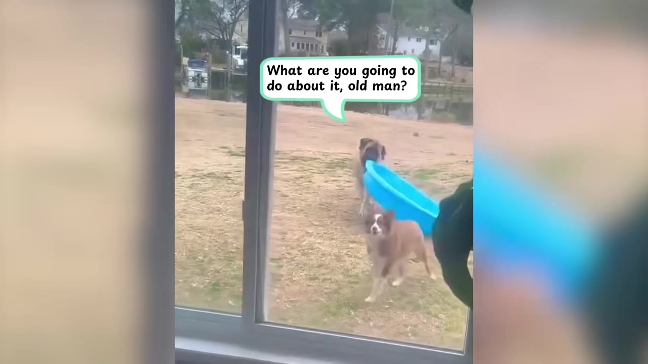 A large mastiff carrying a blue plastic kiddie pool in its mouth in a grassy yard, viewed through a sliding glass door.