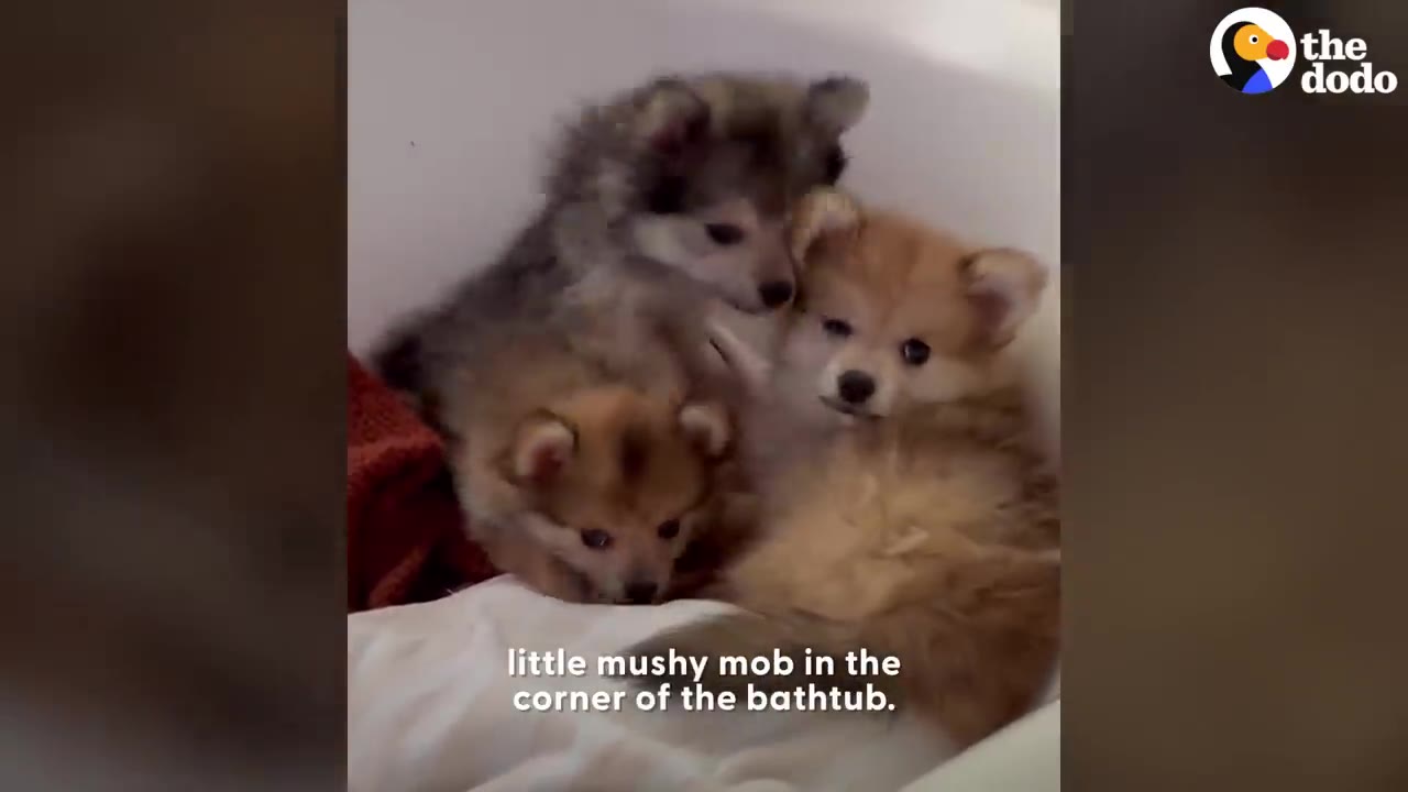 Three tiny fluffy puppies huddle closely together in the corner of a white bathtub.