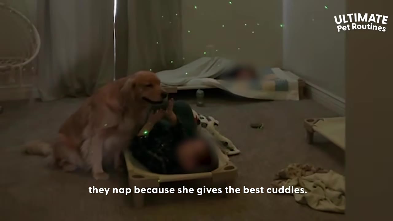 A golden retriever sitting beside a child lying on a cot in a dimly lit room during nap time.