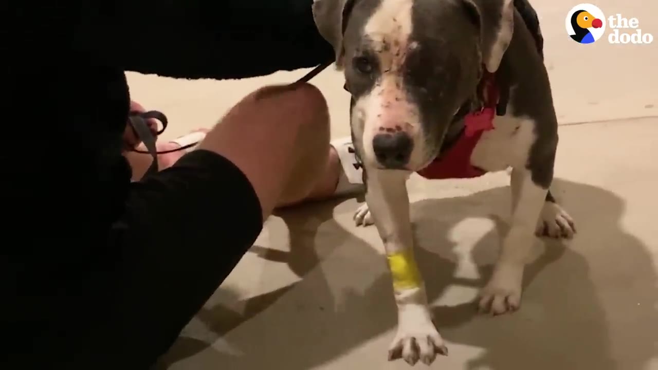 A grey and white dog wearing a red harness and a yellow bandage on her front leg stands tentatively near a person.
