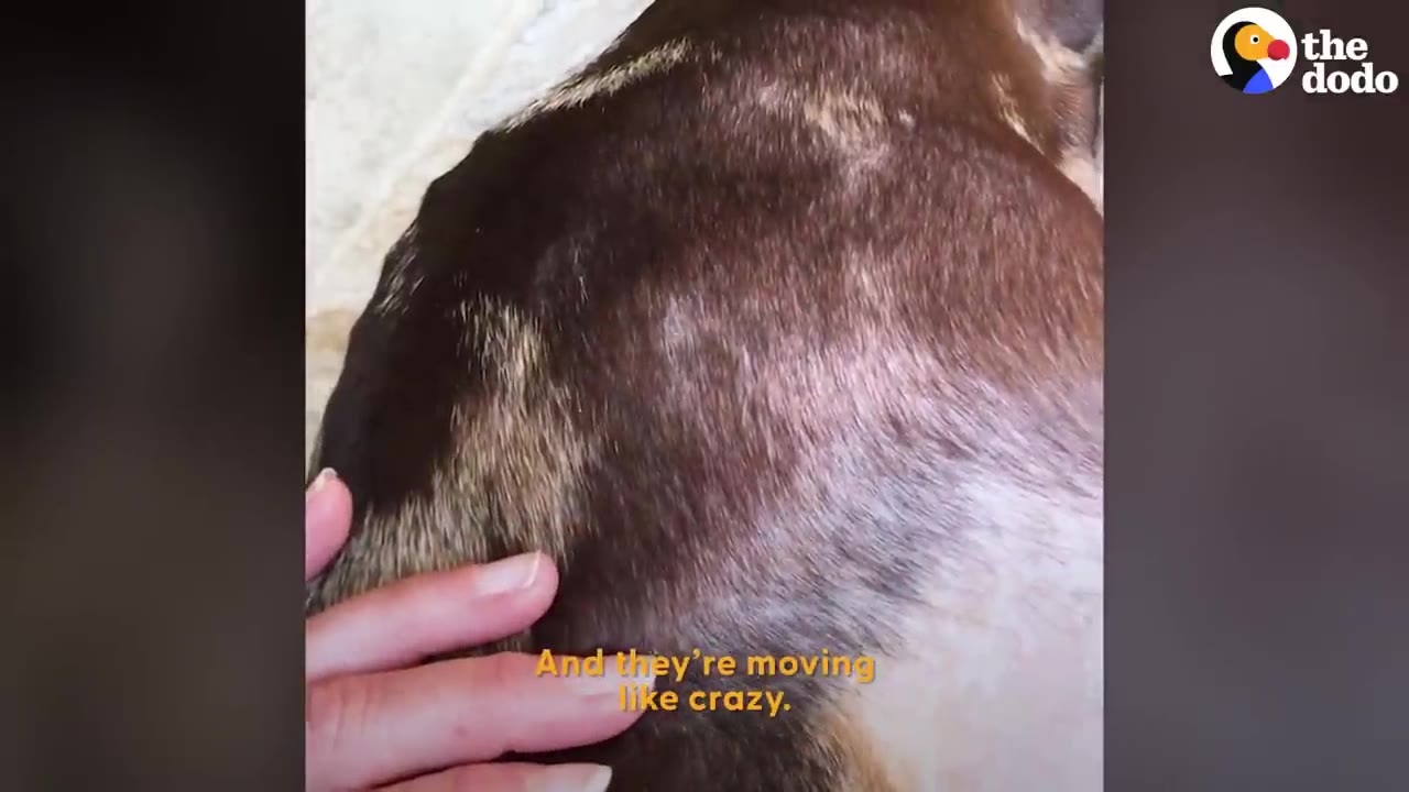 A hand gently rests on the side of a pregnant dog's belly, feeling the movement of the puppies inside.