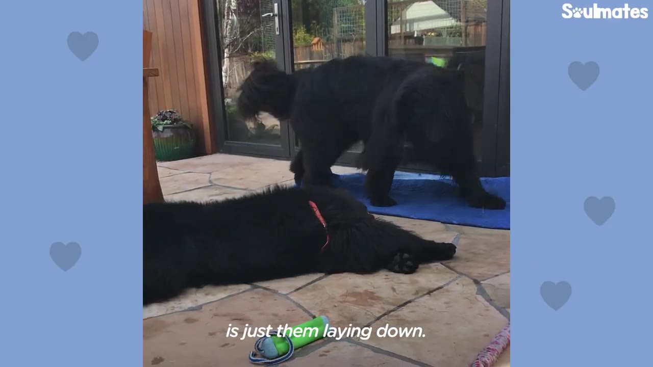 Two large black Newfoundland dogs on a stone patio, with one dog lying completely flat on its stomach in the foreground and the other standing behind it near a glass door.