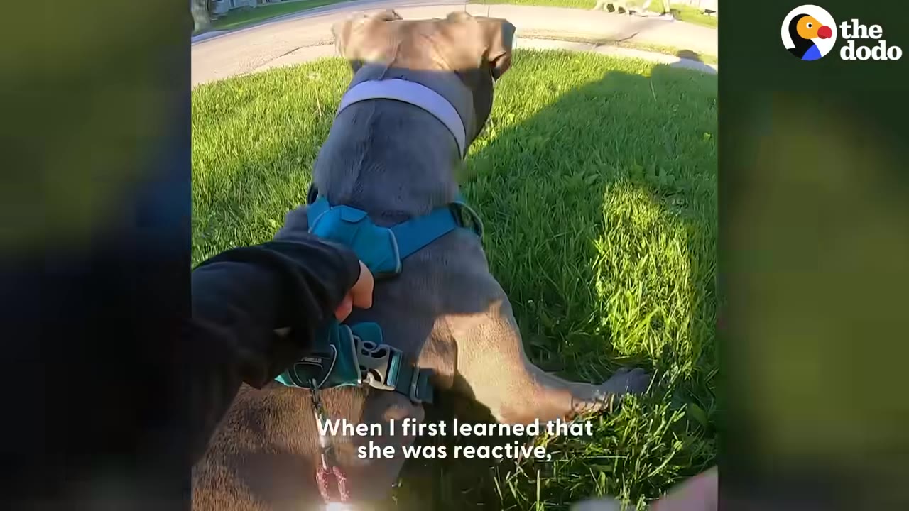 A person's hand holds onto a grey dog wearing a teal harness while sitting on a grassy lawn outdoors.