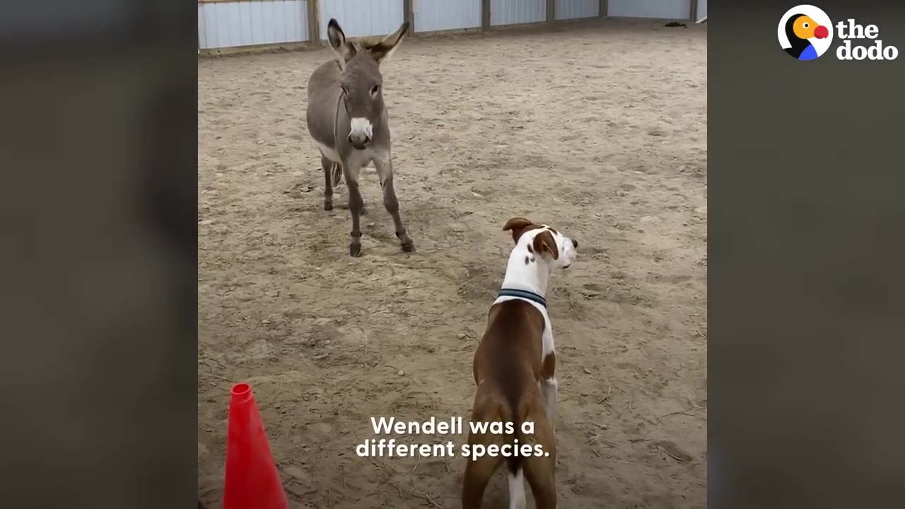 A brown and white pit bull dog stands in a sandy indoor arena, looking towards a small grey donkey standing a few feet away.