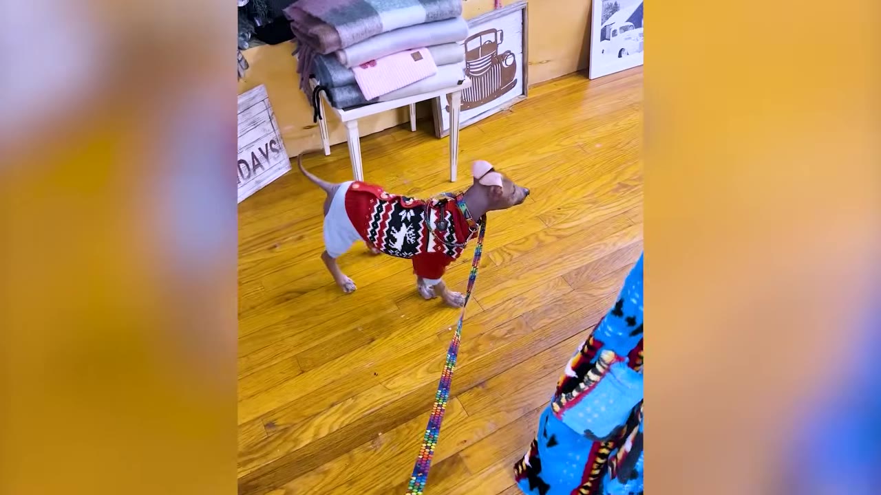 A small hairless puppy wearing a patterned red sweater and a leash standing on a light wooden floor indoors.