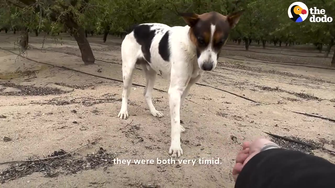A black, white, and brown dog cautiously looks down toward a person's outstretched hand in a dusty orchard.