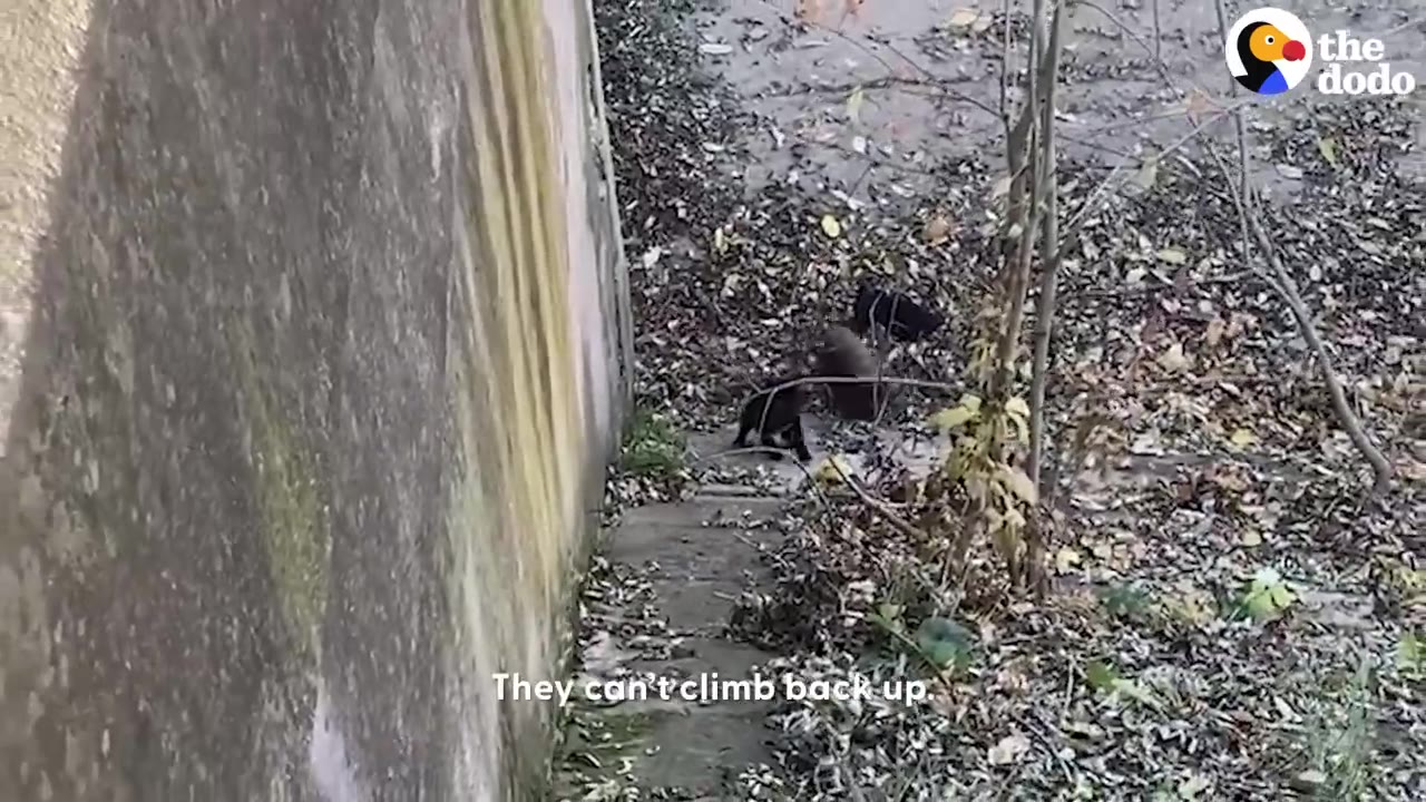 Small dark puppies on a bed of dry leaves at the base of a concrete wall.