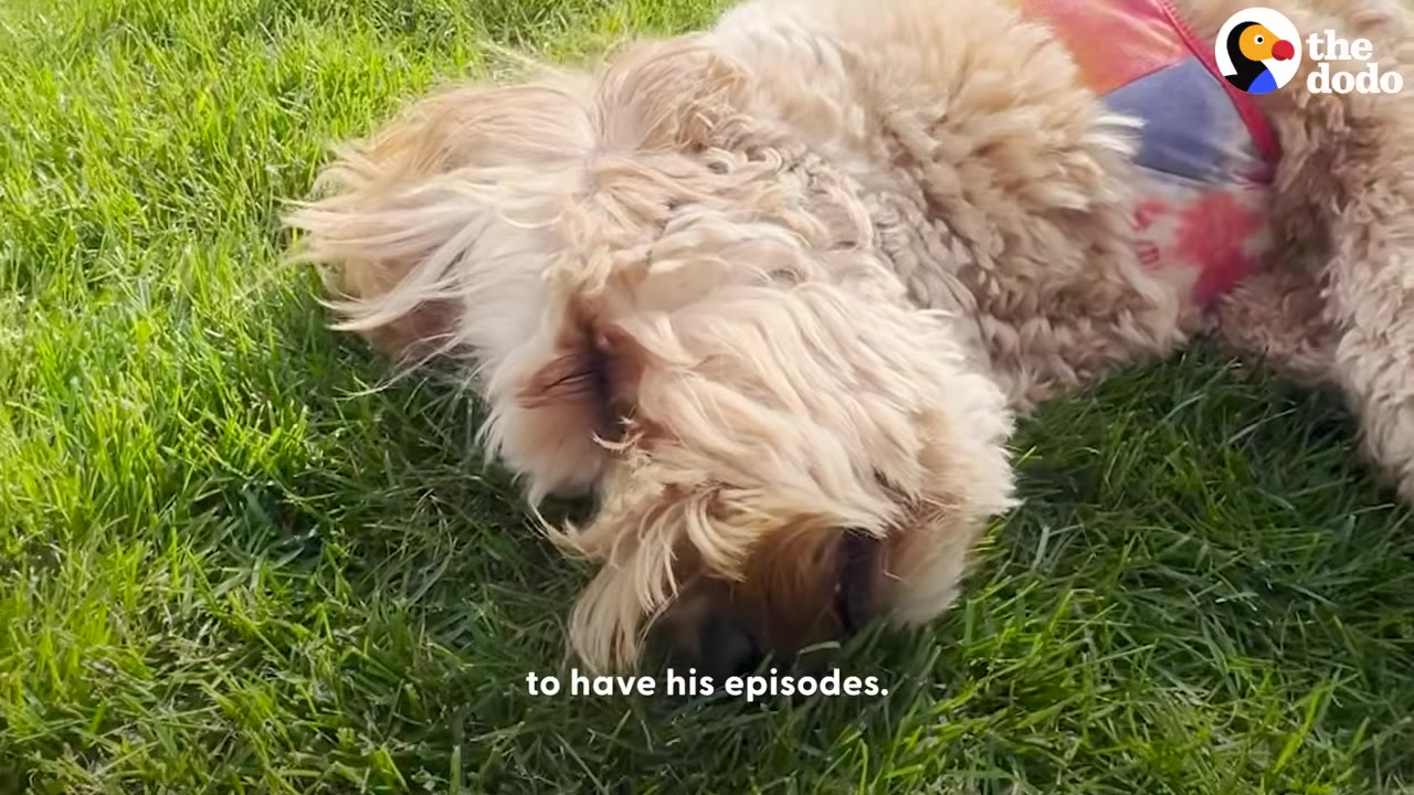 A fluffy, golden-furred dog lies on its side in green grass with eyes closed, resting peacefully.
