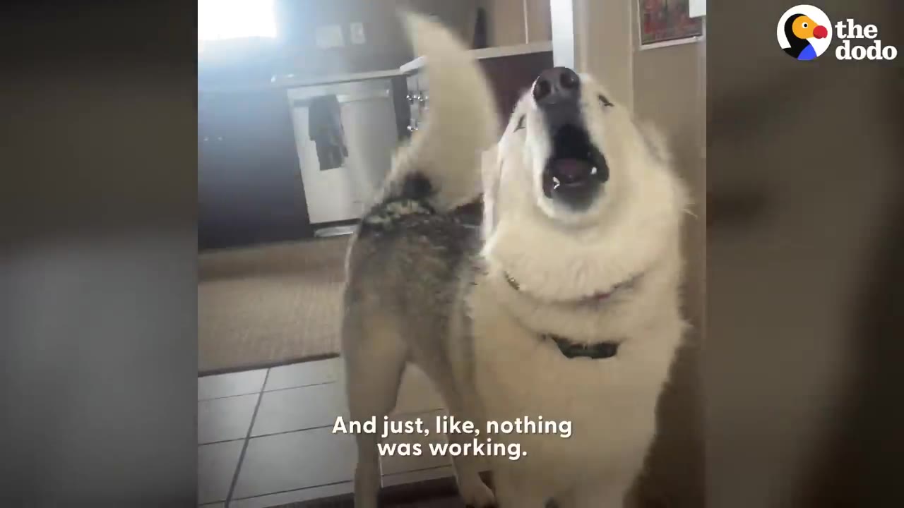 A husky-mix dog standing indoors looking up with its mouth open while vocalizing.
