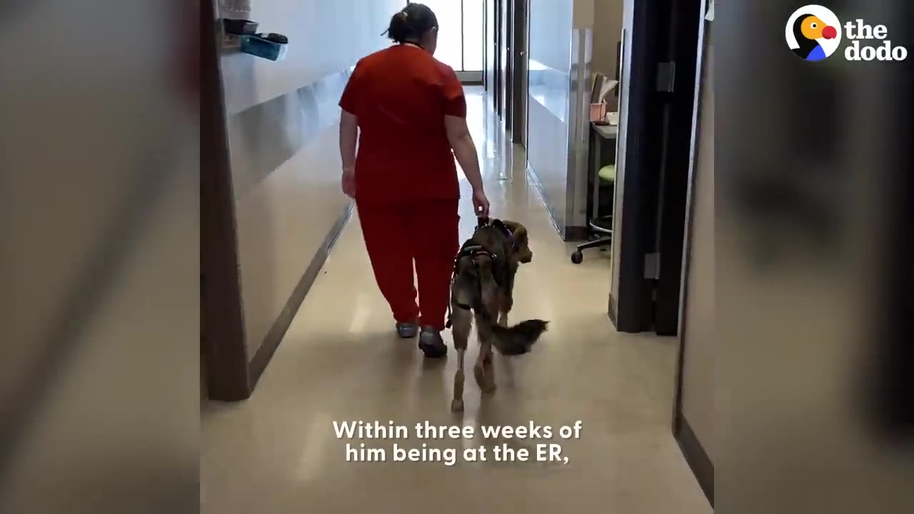 A person in red medical scrubs walks a dog wearing a harness down a clinic hallway.