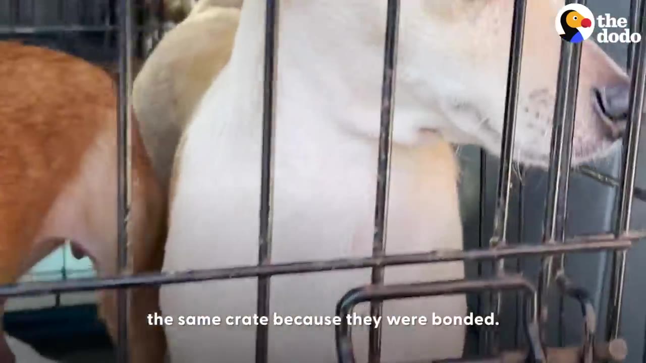 Two small chihuahuas standing together inside a metal crate.