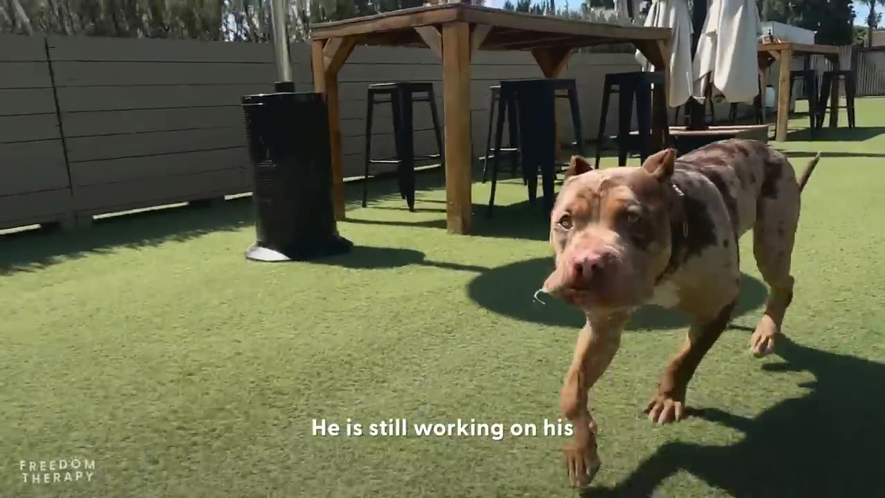 A brown and white merle pit bull walking across a green artificial turf lawn in an empty outdoor patio area.