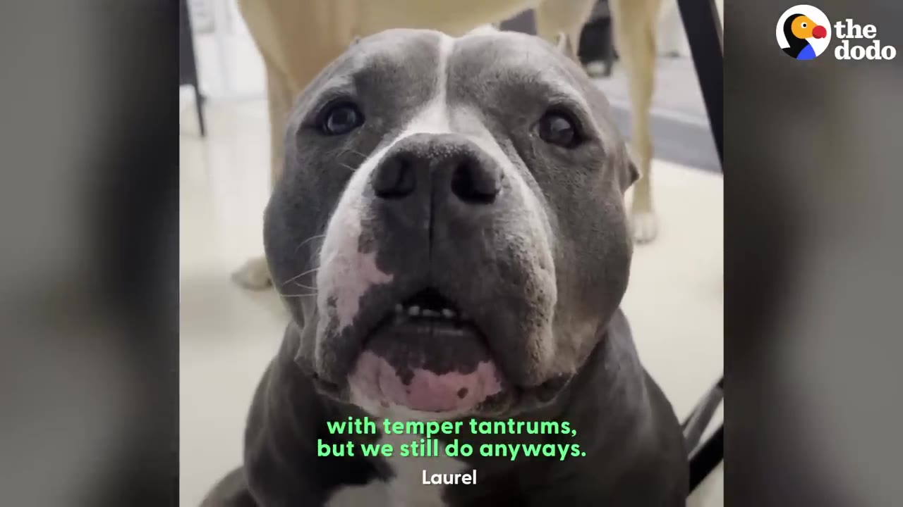 A close-up view of a grey and white pit bull staring directly into the camera.