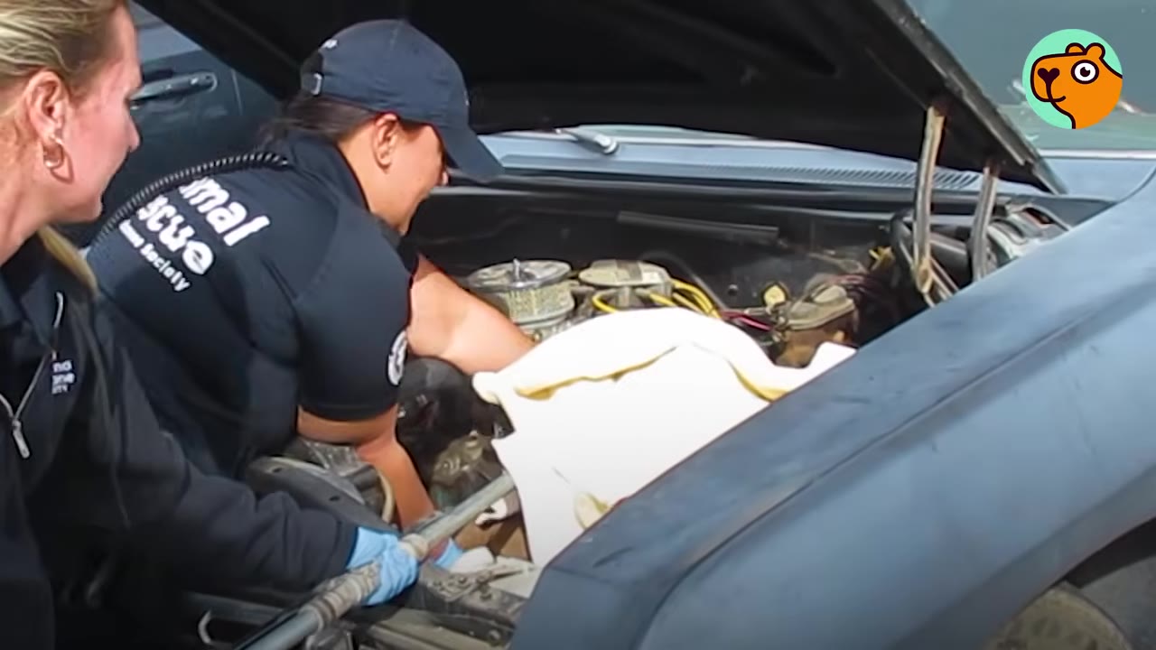 Two animal rescue team members working together under the open hood of a car to free a dog stuck in the engine bay.