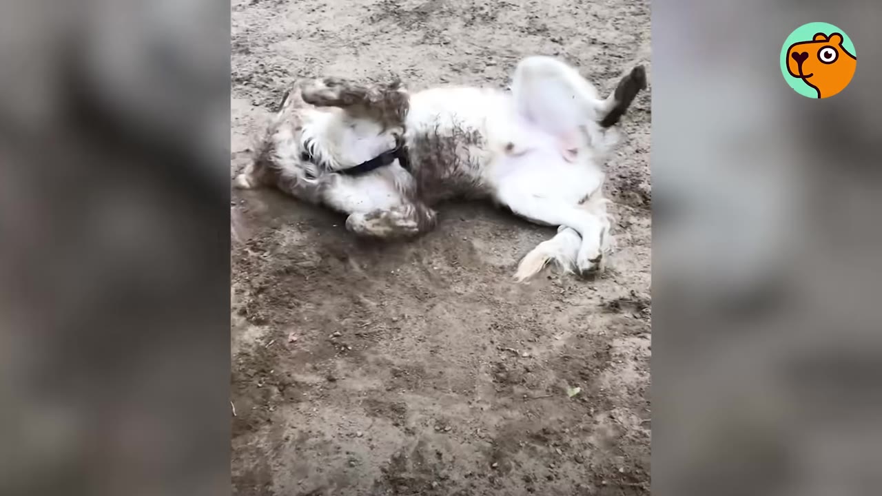 A dirty dog rolling on its back on the ground with its paws in the air.