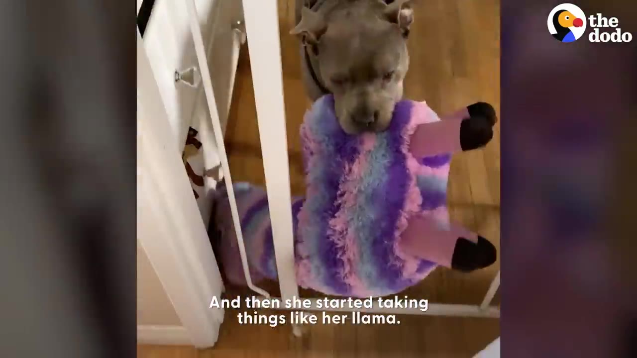 A grey dog carrying a large, colorful purple and pink plush llama toy in its mouth.
