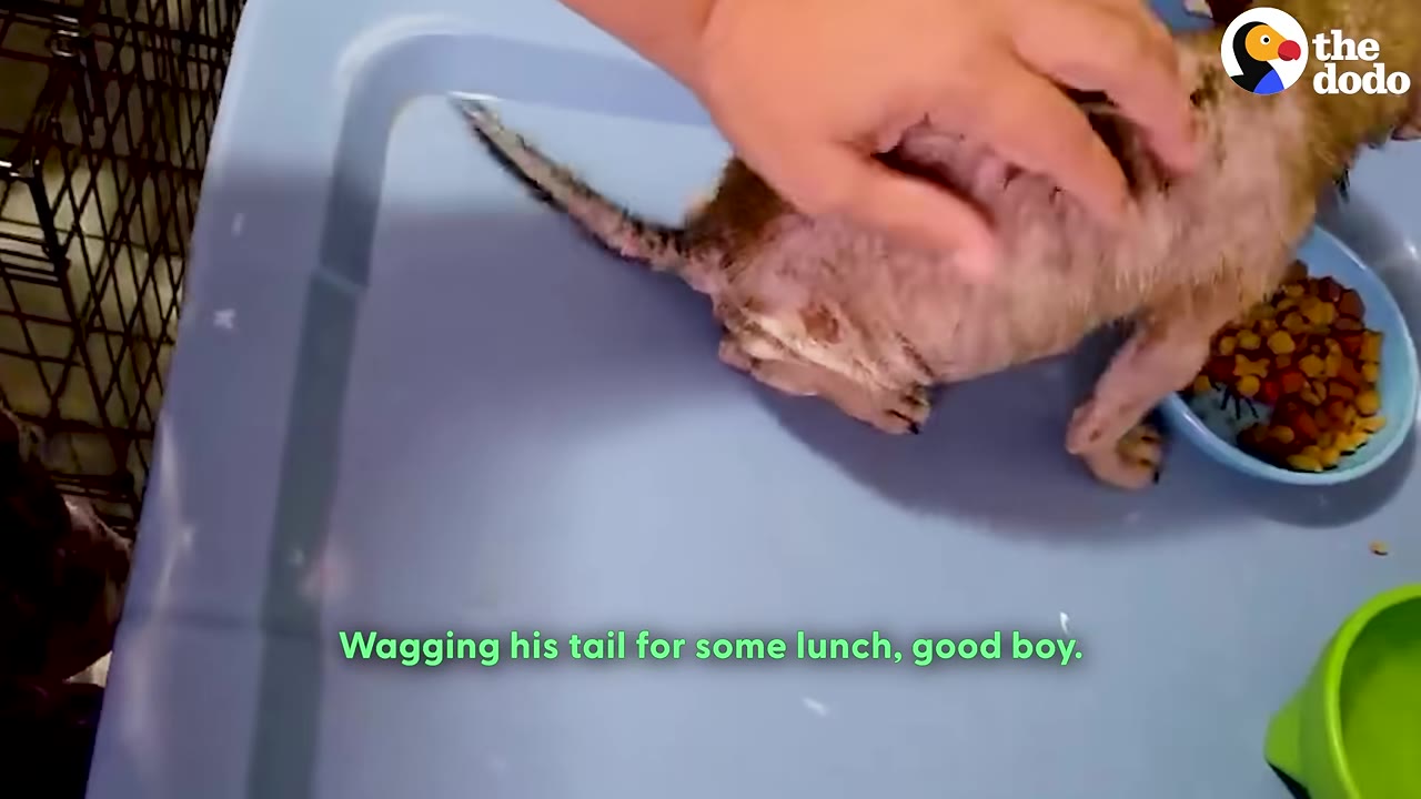 A small, hairless puppy eating food from a blue bowl while being petted by a hand, with the caption 'Wagging his tail for some lunch, good boy.'