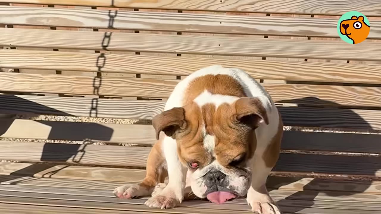 A brown and white English bulldog sitting on a wooden porch swing outdoors.
