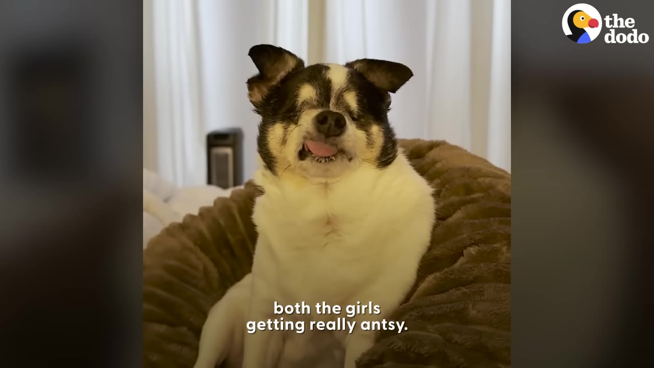 A small black and white dog sitting upright in a plush brown dog bed, looking alert with its tongue slightly out.