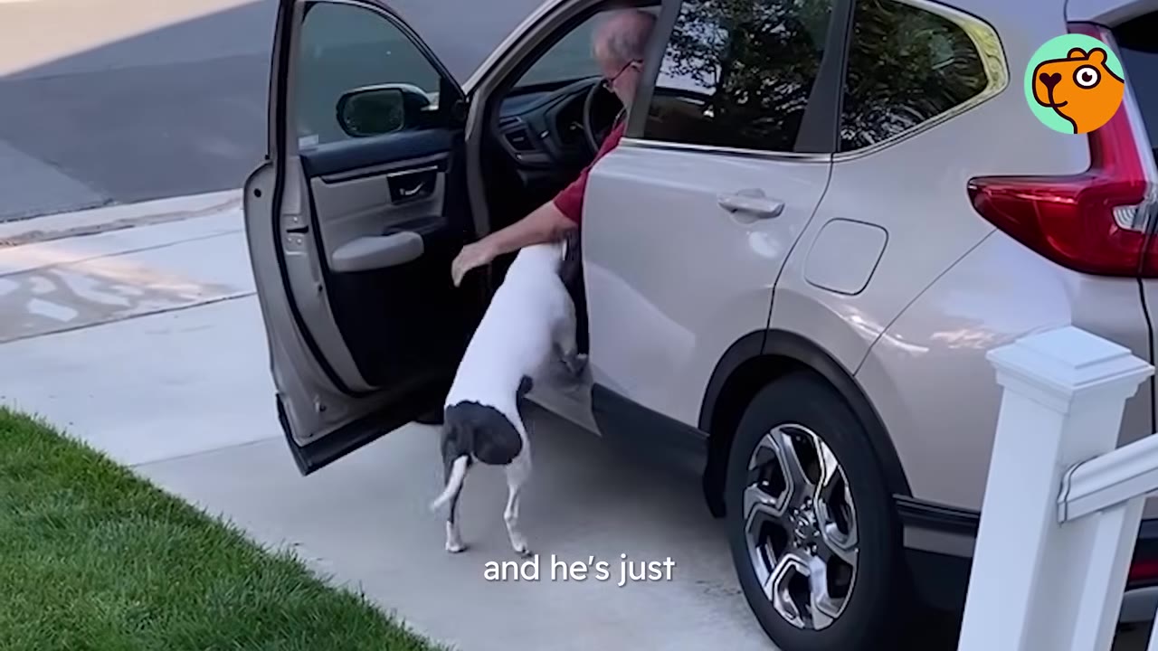 A white dog with grey patches excitedly leaning up to greet a man reaching out from an open car door.