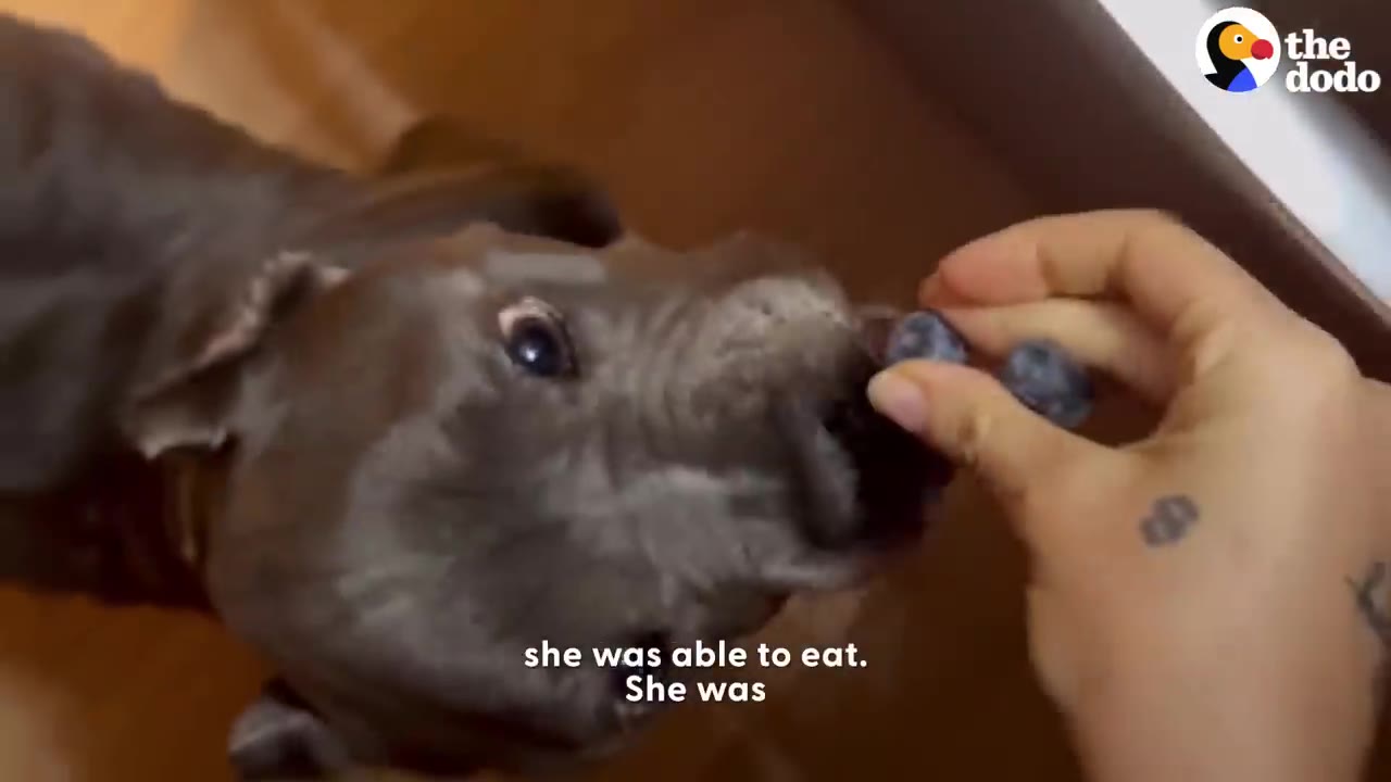 A close-up shot of a grey pit bull eagerly eating blueberries from a person's hand.