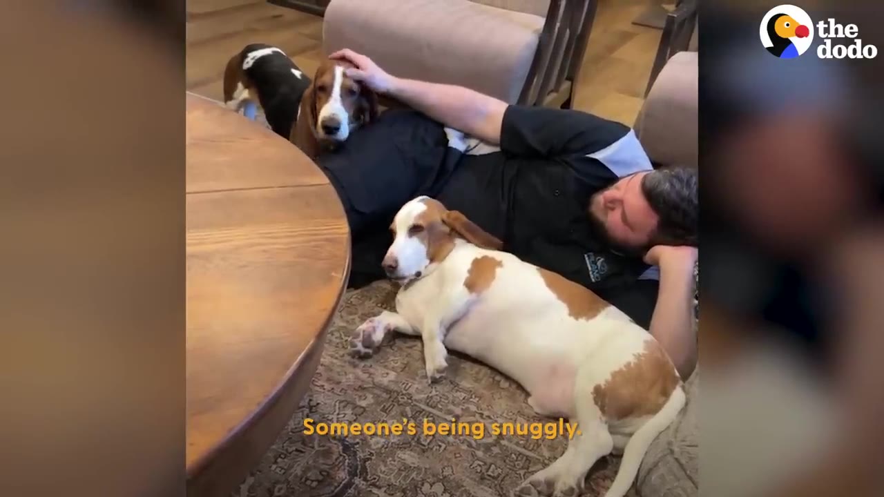A man lying on a living room rug petting two Basset Hounds cuddling next to him.