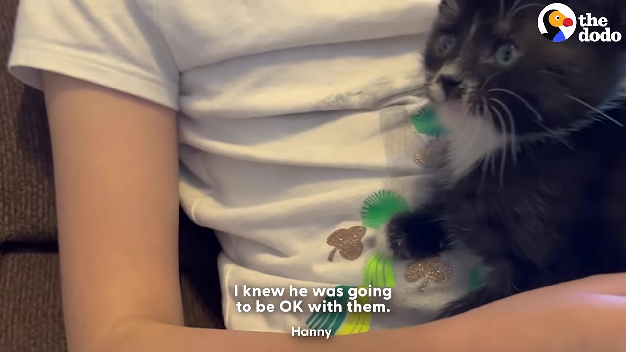 A black and white kitten with blue eyes sits on a person's lap.