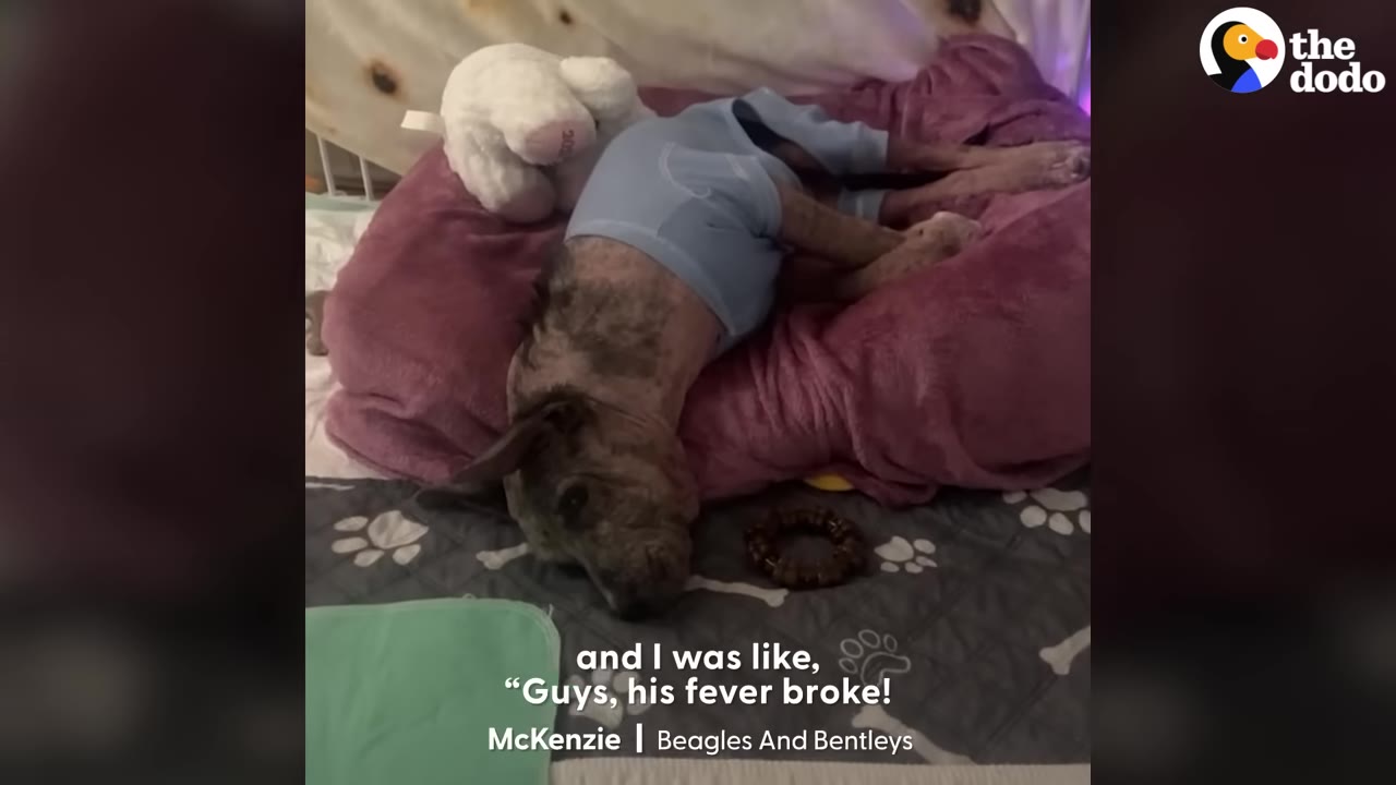 A dog wearing blue pajamas rests on a pink dog bed next to a white plush toy.