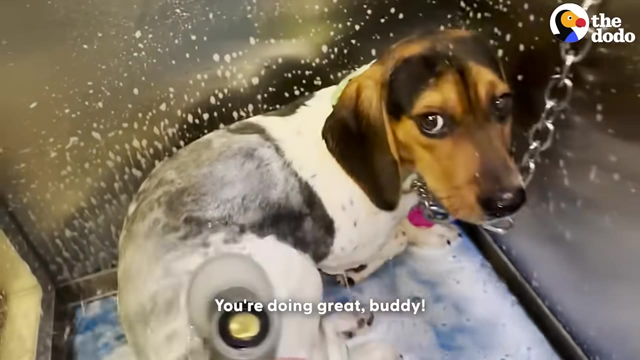 A tricolor hound dog sits in a metal self-grooming tub covered in soapy water, looking directly at the camera.