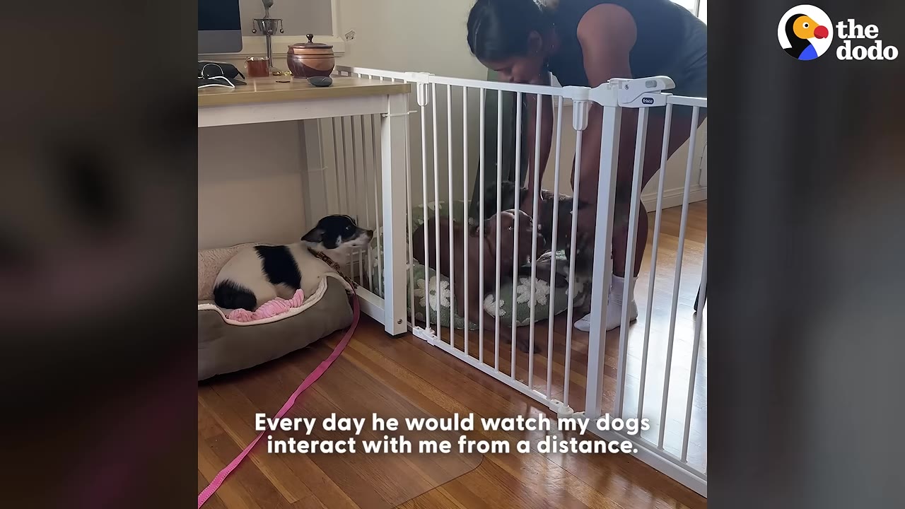 A small black and white dog lies in a dog bed under a desk, watching a woman pet other dogs behind a white pet gate.