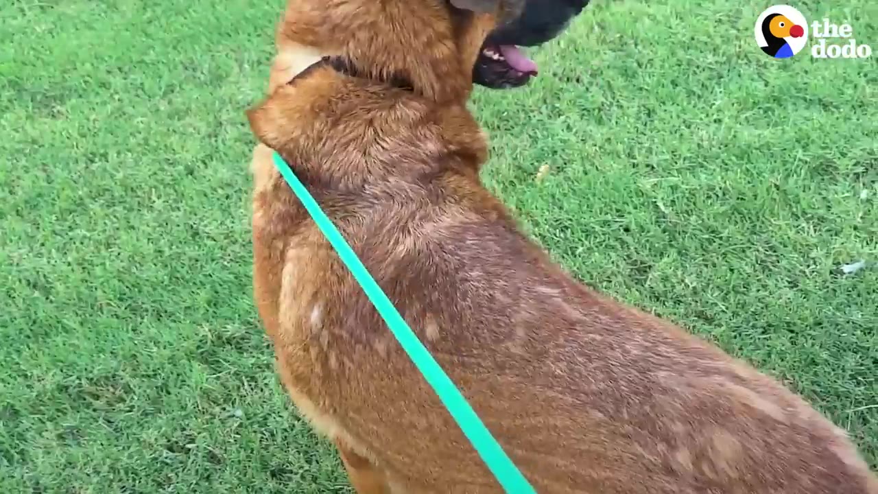 A tan and black dog on a bright green leash sitting on grass outside.