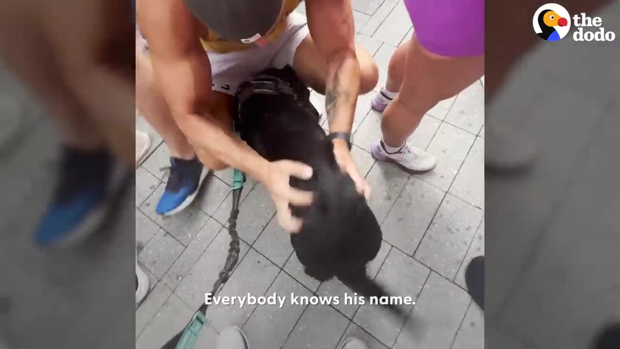 A person kneeling down outdoors to pet a black dog wearing a harness as other people stand nearby.