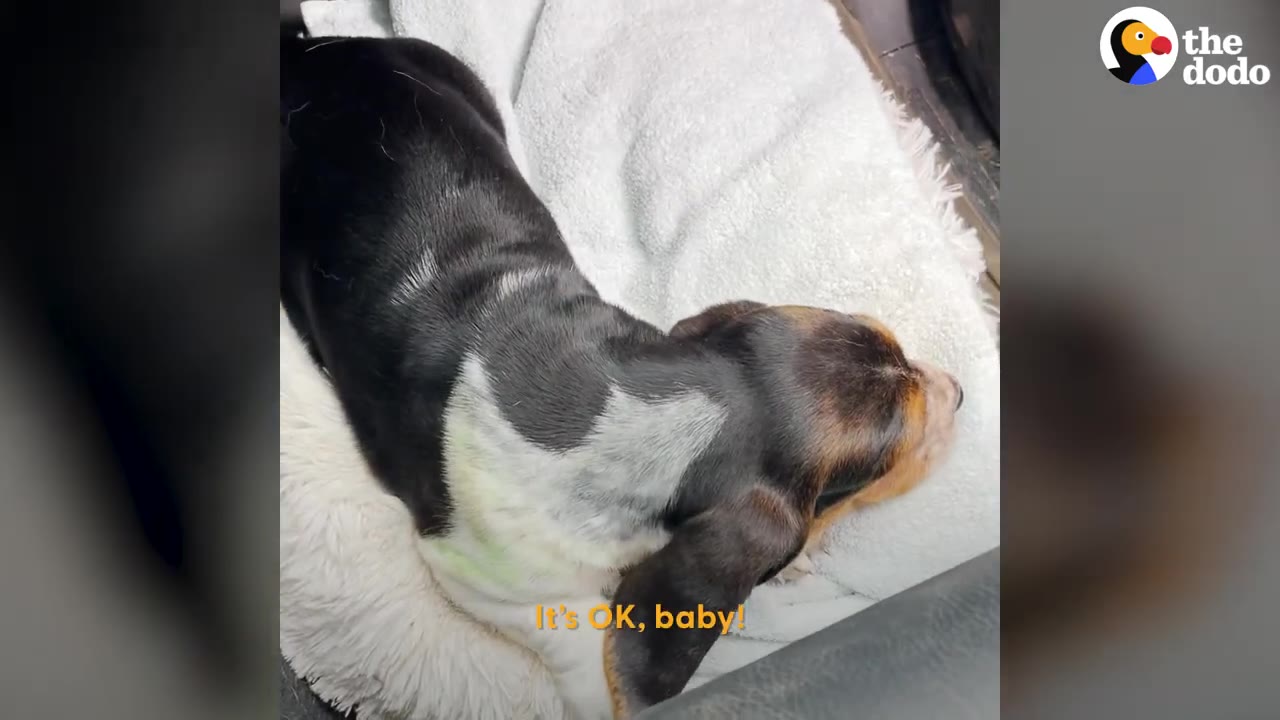 A small black, white, and brown puppy lying down on a white fluffy blanket inside a vehicle.