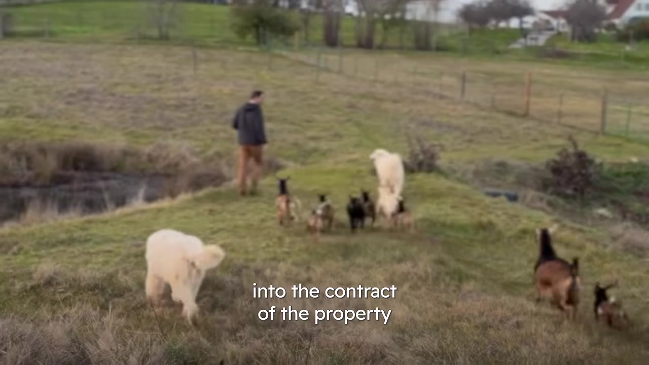 A man walks across a grassy field followed by several goats and a large white dog, with text overlay reading 'into the contract of the property'.