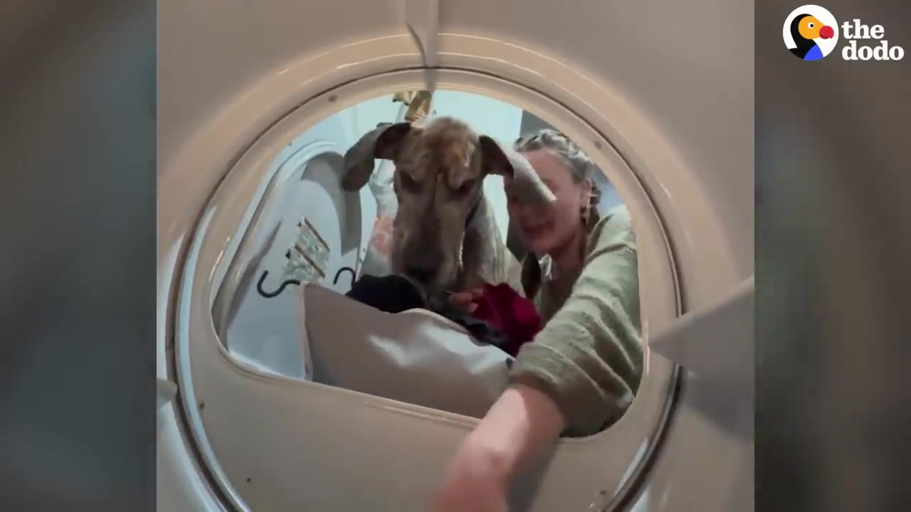 A large Great Dane peers inside an open dryer door alongside a woman who is reaching inside.