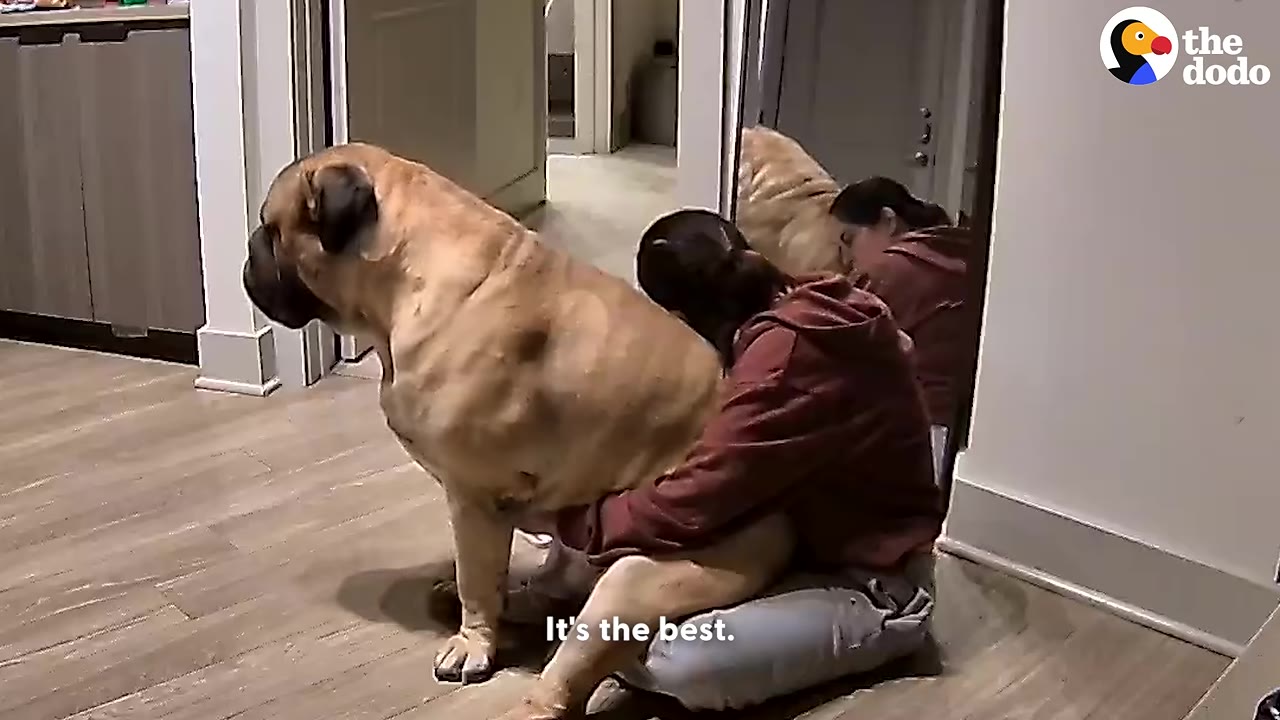 A massive tan mastiff dog sits directly on the lap of a person sitting on the floor, showing its large size compared to the person.