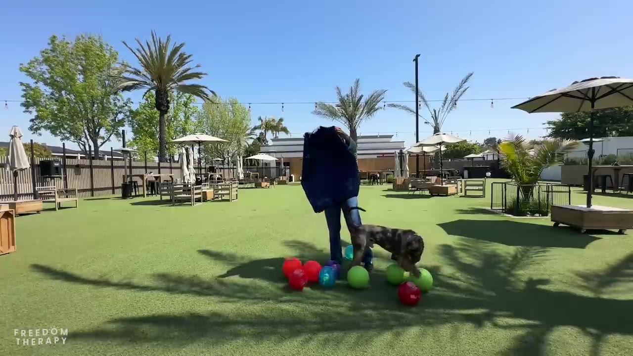 A person dumps a large blue bag of colorful balls onto a green lawn as a dog watches eagerly.