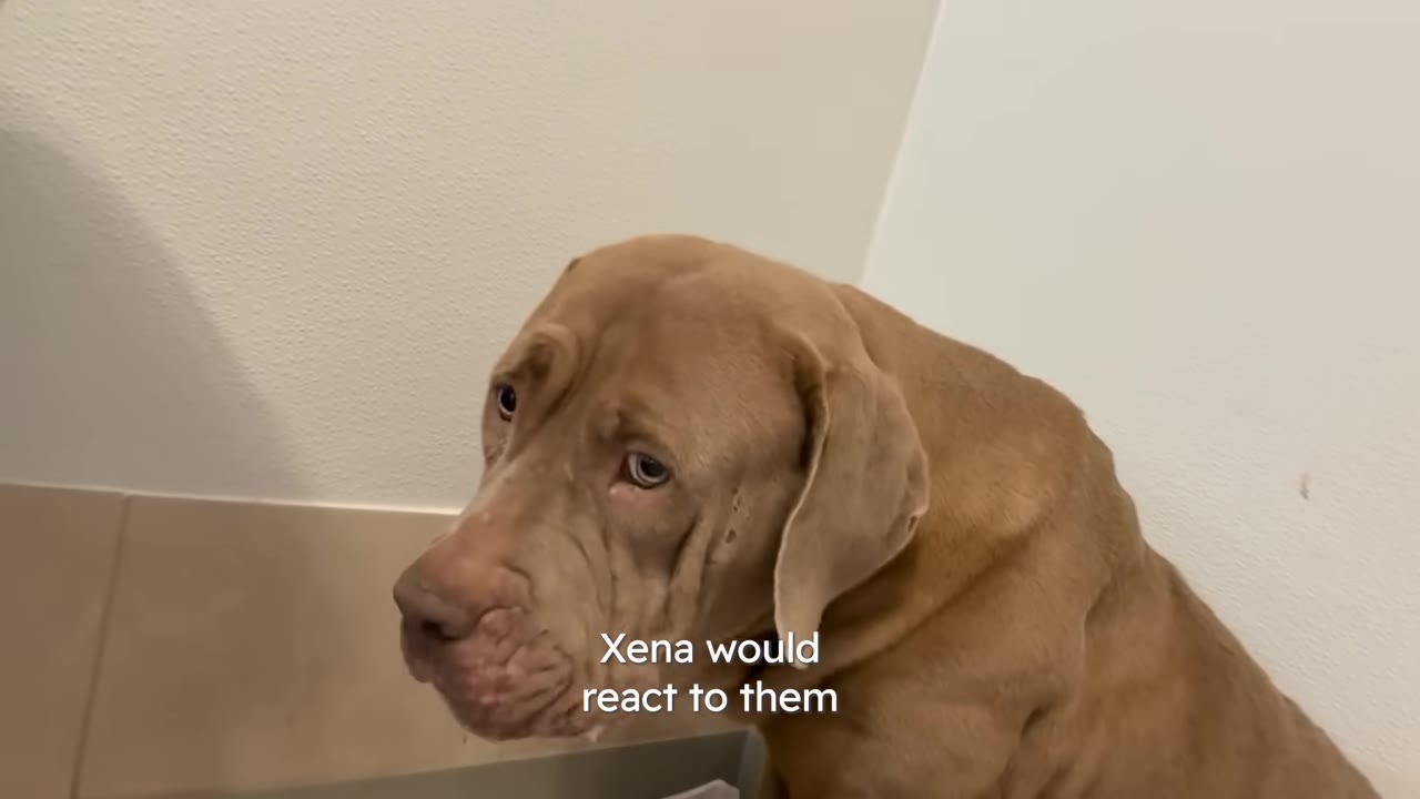 A large tan dog named Xena looking uncertainly toward the floor in the corner of a room.