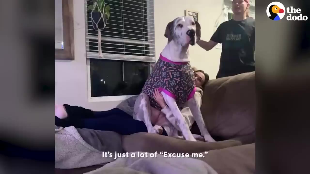 A large Great Dane wearing a patterned shirt sits directly on top of a person lying on a couch.