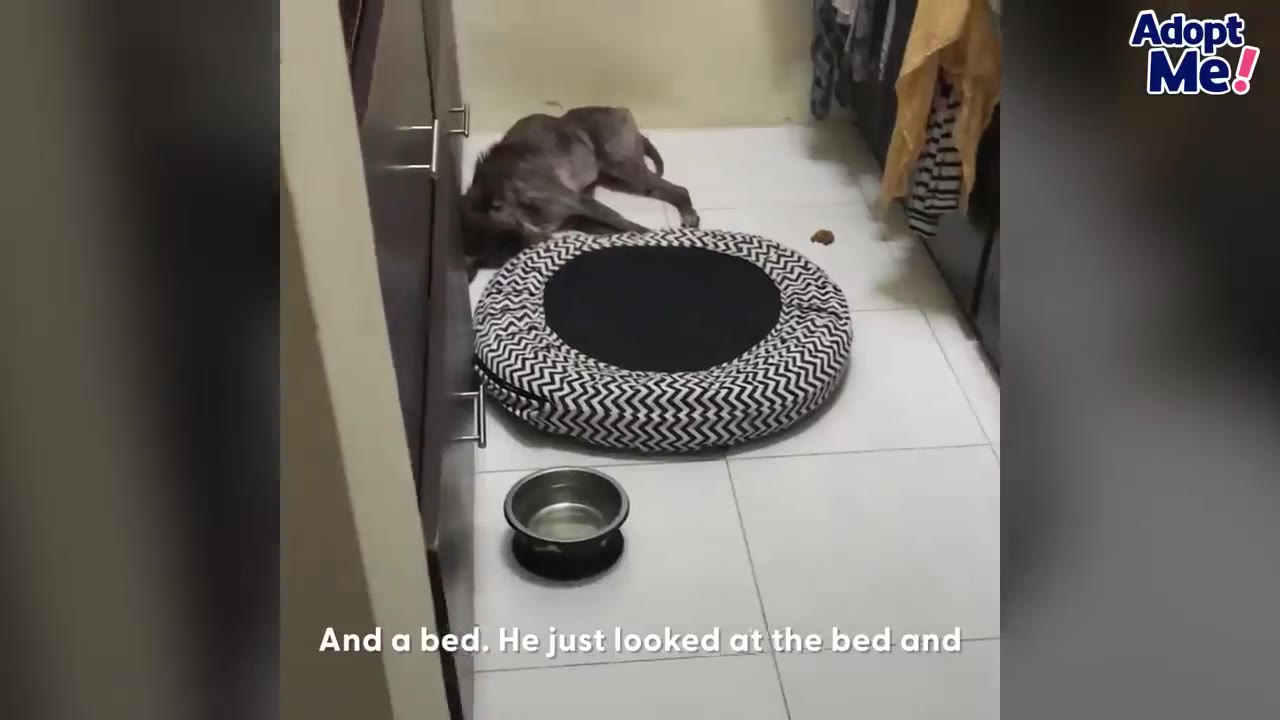 A small, thin grey dog lies on the tiled floor of a closet next to a round patterned dog bed and a metal water bowl.