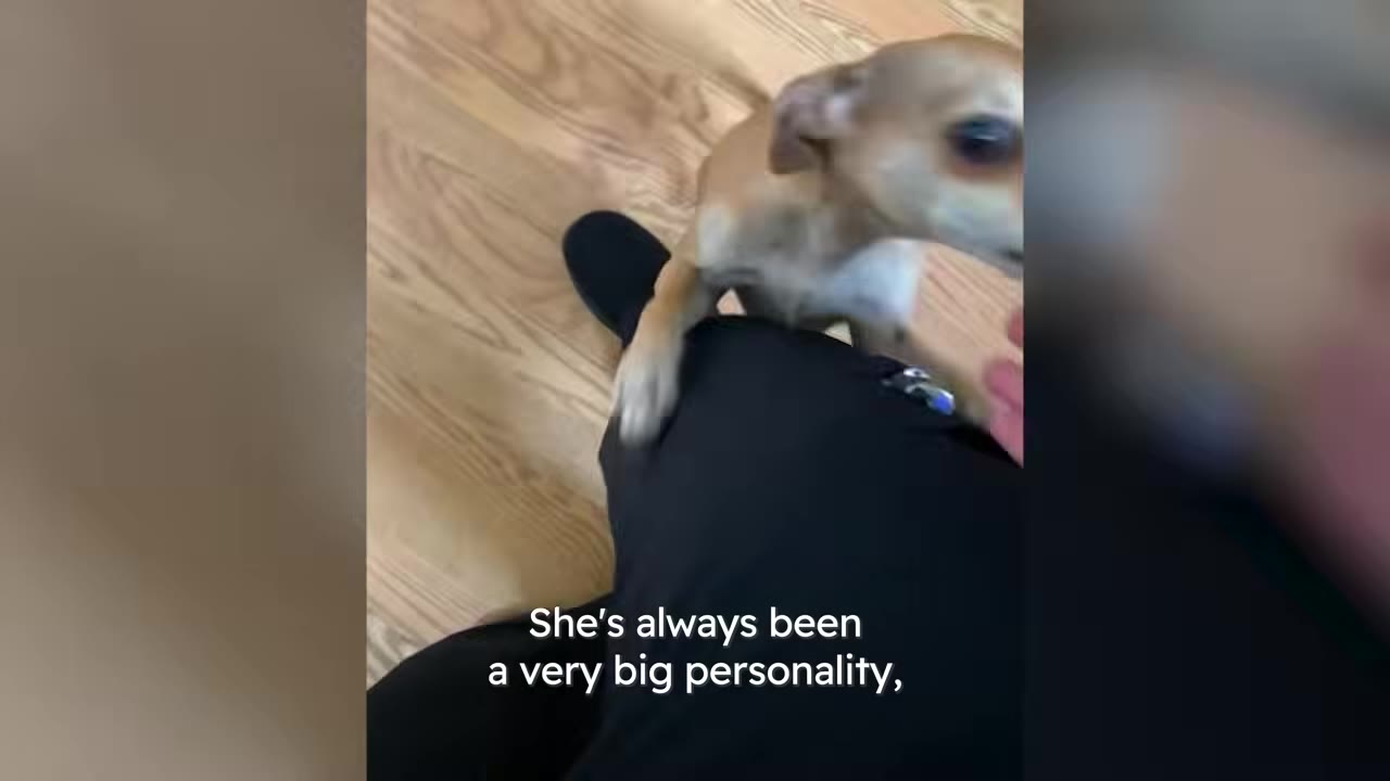 A small tan dog jumping up onto her owner's leg on a wooden floor.