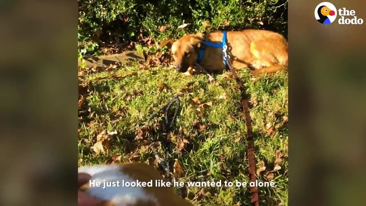 A brown dog wearing a blue harness lies on a grassy lawn near some bushes, looking away.