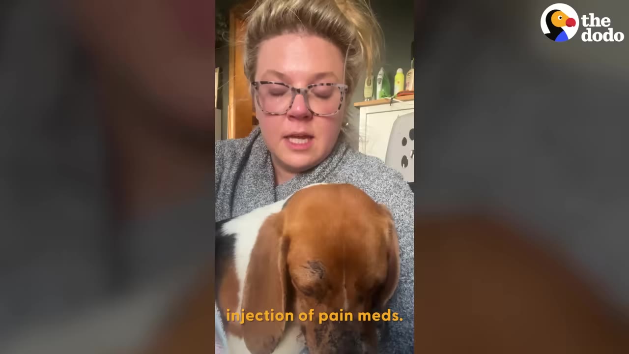 A woman wearing glasses and a grey sweater holds a brown and white beagle dog close to her chest, with text overlay reading 'injection of pain meds.'