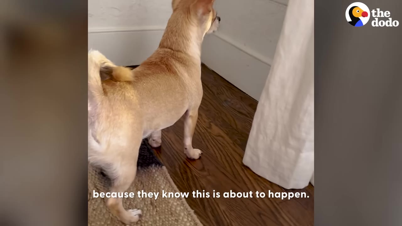 A tan chihuahua stands alertly on a wooden floor, looking intently toward a white wall near a curtain.