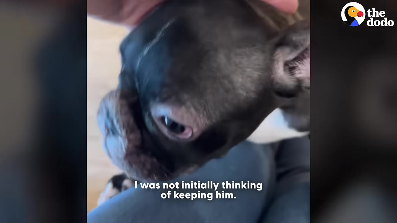 A close-up of a black and white French Bulldog puppy being gently petted on the head by a person.