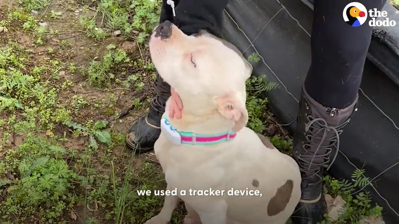 A white dog wearing a colorful collar attached with a tracking device sits outdoors next to a person's boots.