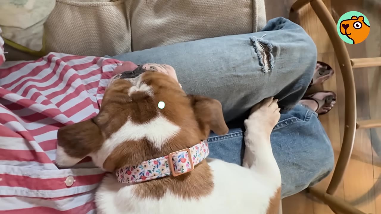 A brown and white bulldog sleeping peacefully on a person's lap.
