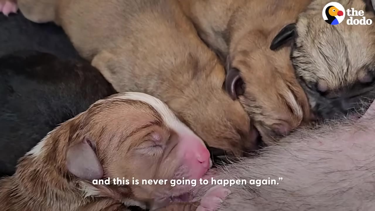 A close-up shot of newborn puppies nursing from their mother.
