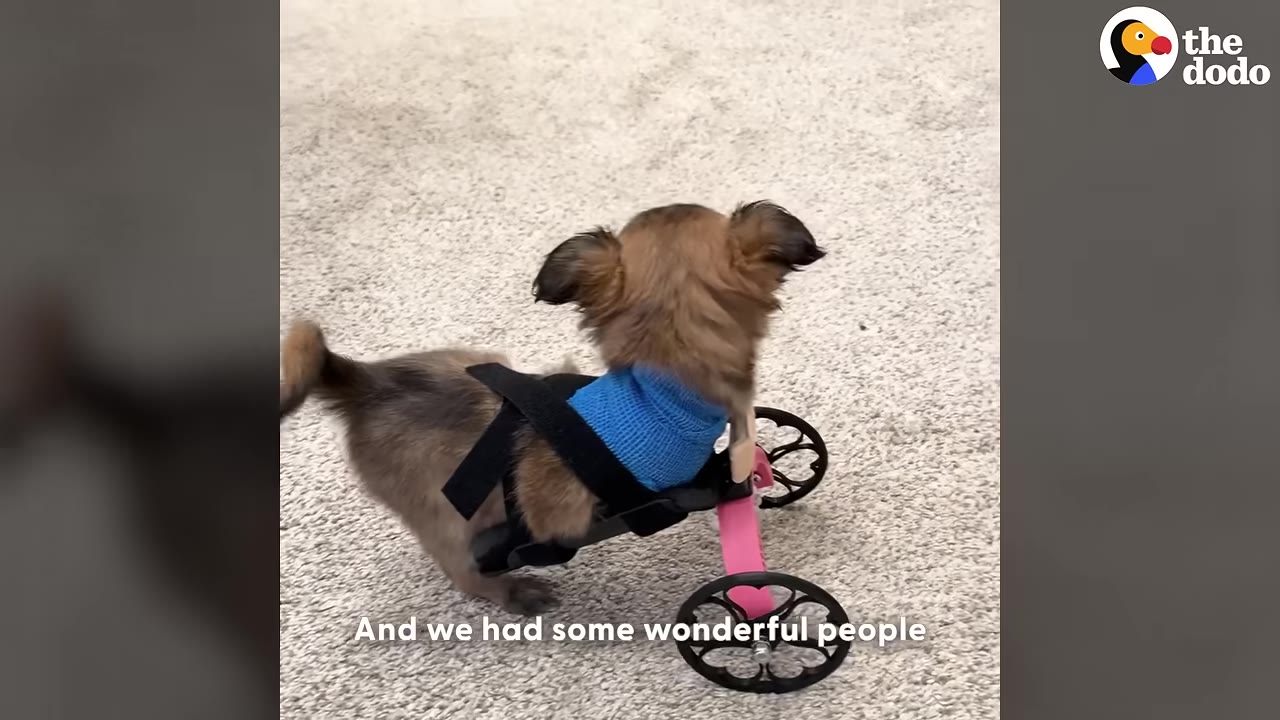 A small brown puppy wearing a blue vest is strapped into a custom pink and black two-wheeled cart on a carpeted floor.